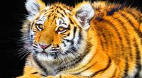 Tiger Cub8131418443 200x110 - Tiger Cub - Tiger, Femle